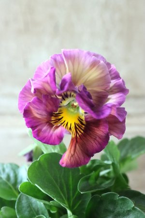 画像1: Fee des neiges Crepe Noble "フェデネージュ クレープ ノーブル" No.43