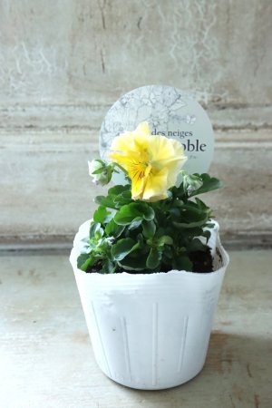 画像4: Fee des neiges Crepe Noble "フェデネージュ クレープ ノーブル" No.38