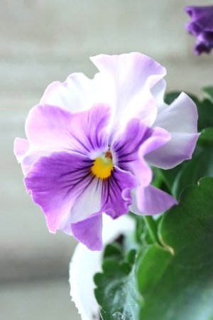 画像1: Fee des neiges  "フェデネージュ ブルー/パープル" No.25