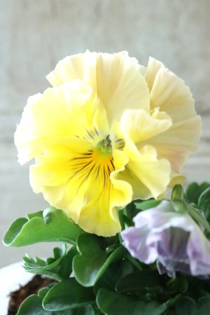 画像1: Fee des neiges Crepe Noble "フェデネージュ クレープ ノーブル" No.29