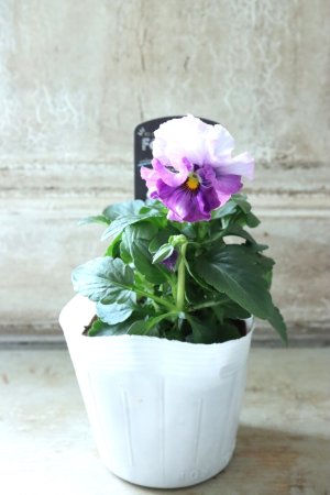 画像4: Fee des neiges  "フェデネージュ ブルー/パープル" No.29