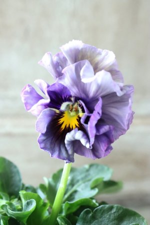 画像2: Fee des neiges Crepe Noble "フェデネージュ クレープ ノーブル" No.41