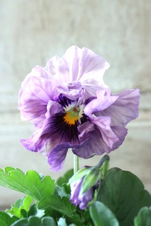 画像3: Fee des neiges Crepe Noble "フェデネージュ クレープ ノーブル" No.22