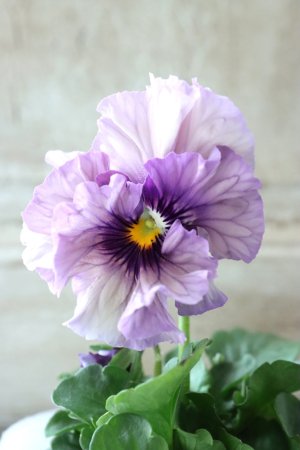 画像1: Fee des neiges Crepe Noble "フェデネージュ クレープ ノーブル" No.34