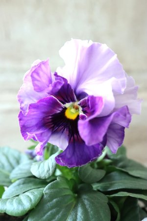 画像3: Fee des neiges  "フェデネージュ ブルー/パープル" No.34