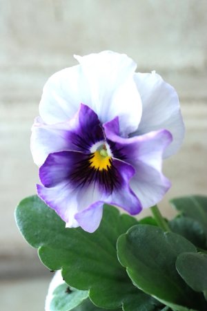 画像3: Fee des neiges  "フェデネージュ ブルー/パープル" No.22