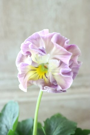 画像2: Fee des neiges Crepe Noble "フェデネージュ クレープ ノーブル" No.28