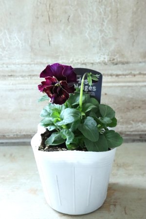 画像4: Fee des neiges  "フェデネージュ ブルー/パープル" No.27