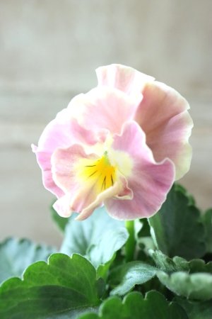 画像8: Nouvelle Vague collection "ange"〜ヌーヴェルヴァーグ アンジュ〜