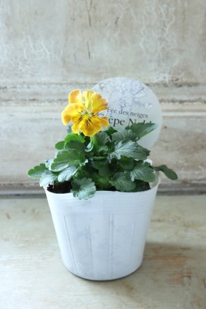 画像4: Fee des neiges Crepe Noble "フェデネージュ クレープ ノーブル" No.21