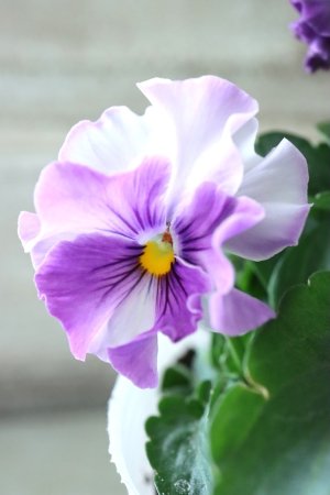 画像2: Fee des neiges  "フェデネージュ ブルー/パープル" No.25