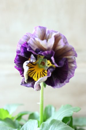 画像2: Fee des neiges Crepe Noble "フェデネージュ クレープ ノーブル" No.44