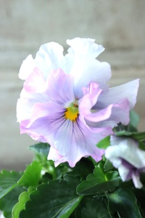 画像2: Fee des neiges  "フェデネージュ ブルー/パープル" No.32