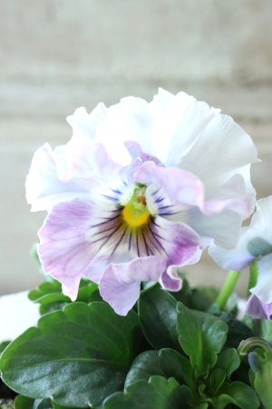 画像1: Fee des neiges  "フェデネージュ ブルー/パープル" No.36