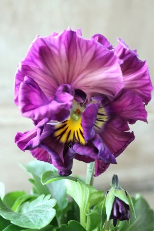 画像1: Fee des neiges Crepe Noble "フェデネージュ クレープ ノーブル" No.33