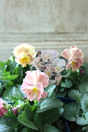 画像2: Nouvelle Vague collection "ange"〜ヌーヴェルヴァーグ アンジュ〜