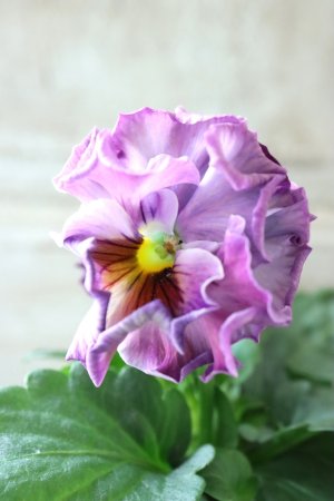 画像3: Fee des neiges  "フェデネージュ ブルー/パープル" No.28