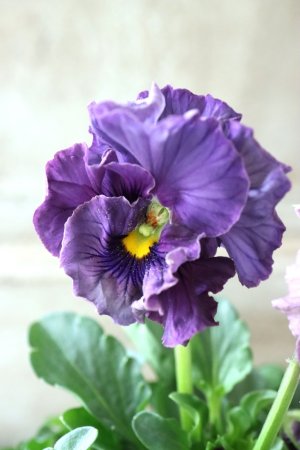 画像2: Fee des neiges Crepe Noble "フェデネージュ クレープ ノーブル" No.39