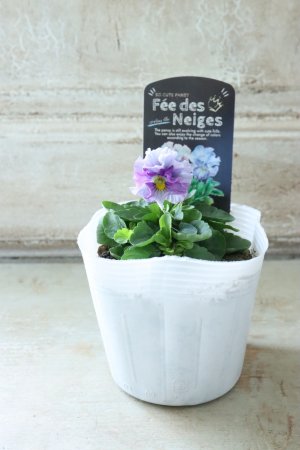 画像4: Fee des neiges  "フェデネージュ ブルー/パープル" No.26