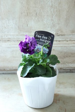 画像4: Fee des neiges  "フェデネージュ ブルー/パープル" No.23