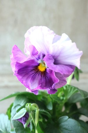 画像1: Fee des neiges  "フェデネージュ ブルー/パープル" No.29