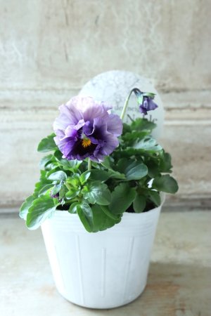 画像4: Fee des neiges Crepe Noble "フェデネージュ クレープ ノーブル" No.36