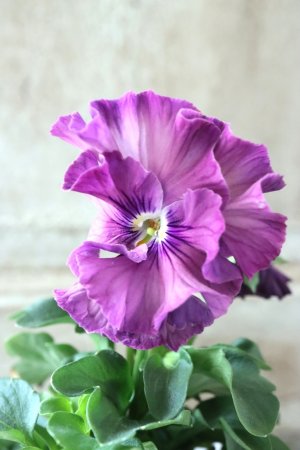 画像1: Fee des neiges Crepe Noble "フェデネージュ クレープ ノーブル" No.30