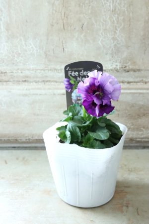 画像4: Fee des neiges  "フェデネージュ ブルー/パープル" No.33