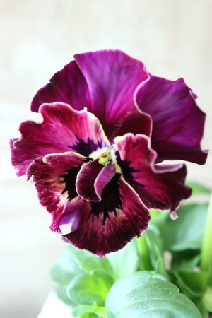 画像2: Fee des neiges  "フェデネージュ ブルー/パープル" No.27