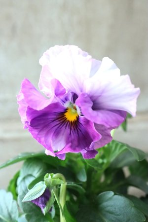 画像3: Fee des neiges  "フェデネージュ ブルー/パープル" No.29