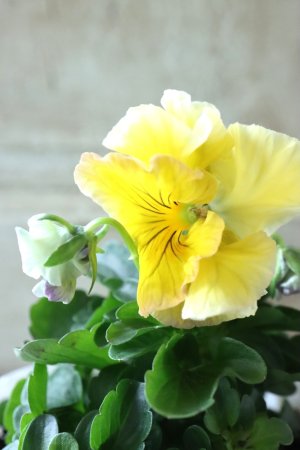 画像2: Fee des neiges Crepe Noble "フェデネージュ クレープ ノーブル" No.38