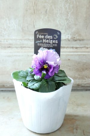 画像4: Fee des neiges  "フェデネージュ ブルー/パープル" No.34
