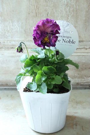 画像4: Fee des neiges Crepe Noble "フェデネージュ クレープ ノーブル" No.33