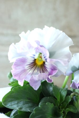 画像3: Fee des neiges  "フェデネージュ ブルー/パープル" No.36