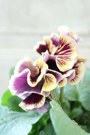 画像4: Fringe Panzy〜Doracula・ドラキュラ〜 No.28