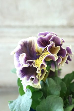 画像4: Fringe Panzy〜Doracula・ドラキュラ〜 No.25