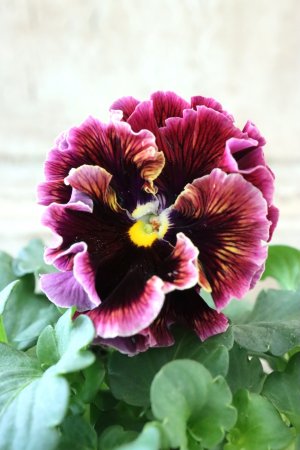 画像3: Fringe Panzy〜Doracula・ドラキュラ〜 No.16