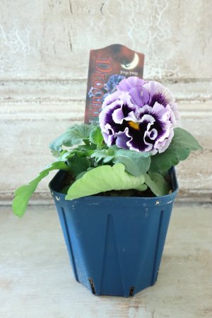 画像5: Fringe Panzy〜Doracula・ドラキュラ〜 No.15