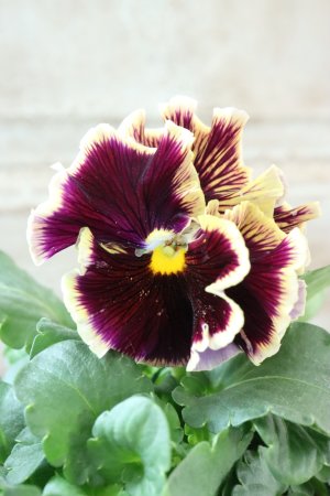 画像1: Fringe Panzy〜Doracula・ドラキュラ〜 No.28