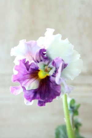 画像3: Fee des neiges  "フェデネージュ ブルー/パープル" No.42