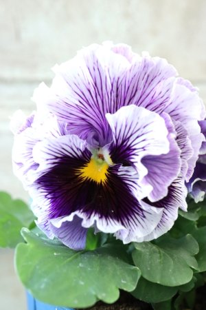 画像3: Fringe Panzy〜Doracula・ドラキュラ〜 No.8