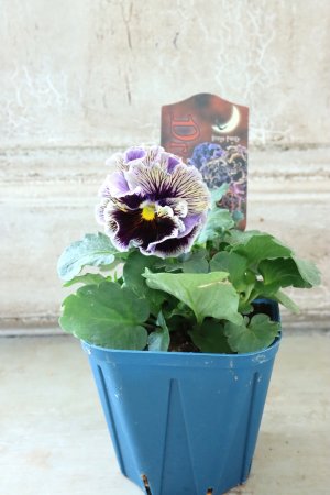 画像5: Fringe Panzy〜Doracula・ドラキュラ〜 No.27