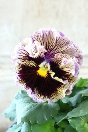 画像2: Fringe Panzy〜Doracula・ドラキュラ〜 No.23