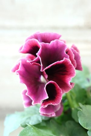 画像4: Fringe Panzy〜Doracula・ドラキュラ〜 No.35