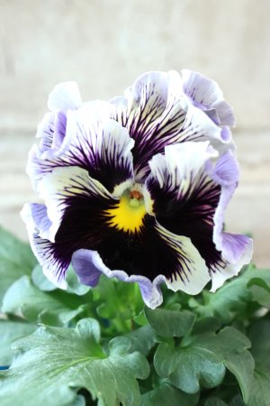 画像1: Fringe Panzy〜Doracula・ドラキュラ〜 No.36