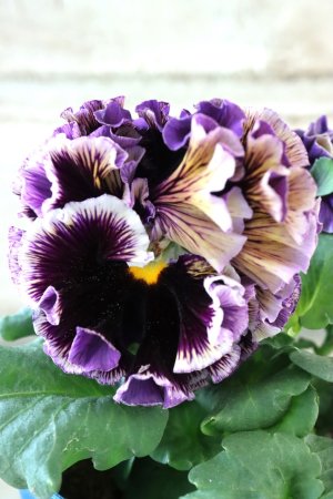 画像1: Fringe Panzy〜Doracula・ドラキュラ〜 No.10