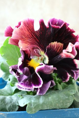 画像2: Fringe Panzy〜Doracula・ドラキュラ〜 No.37