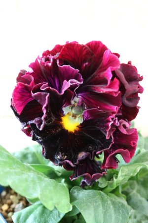 画像1: Fringe Panzy〜Doracula・ドラキュラ〜 No.30