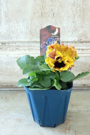 画像5: Fringe Panzy〜Doracula・ドラキュラ〜 No.14