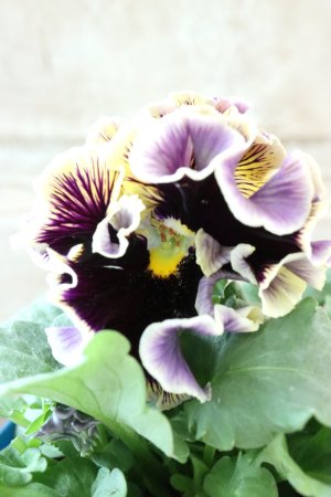 画像3: Fringe Panzy〜Doracula・ドラキュラ〜 No.25